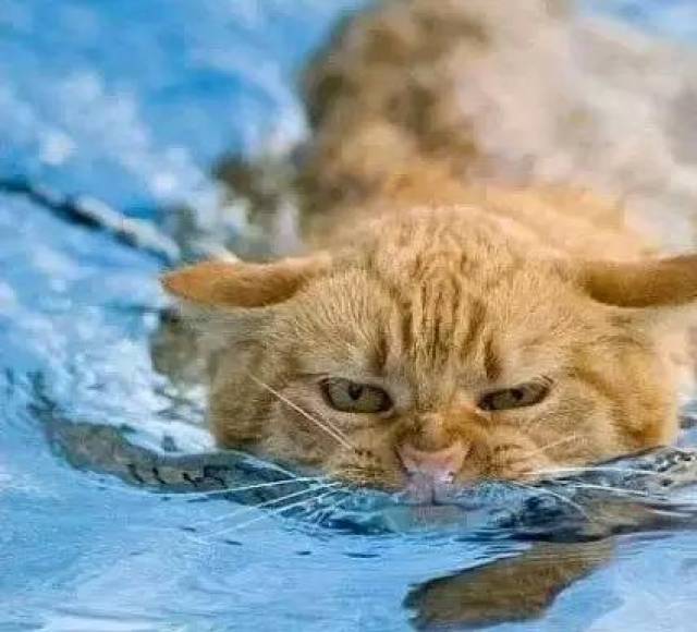 猫会游泳么?猫会游泳吗? 猫会游泳么?猫会游泳吗?