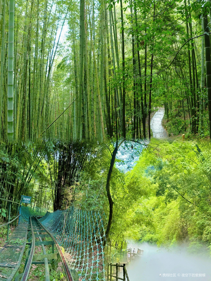 蜀南竹海，蜀南竹海，万顷碧波间的翠竹王国